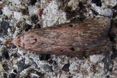 Richia palliviridis - Hummelmotte (Hummel-Wachsmotte)